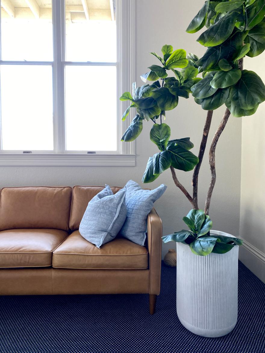 sofa plant window