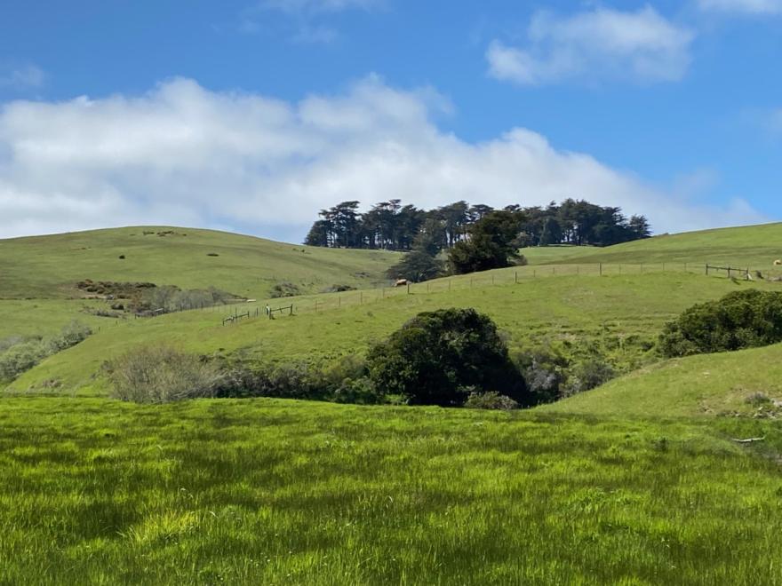 rolling hills in Marin